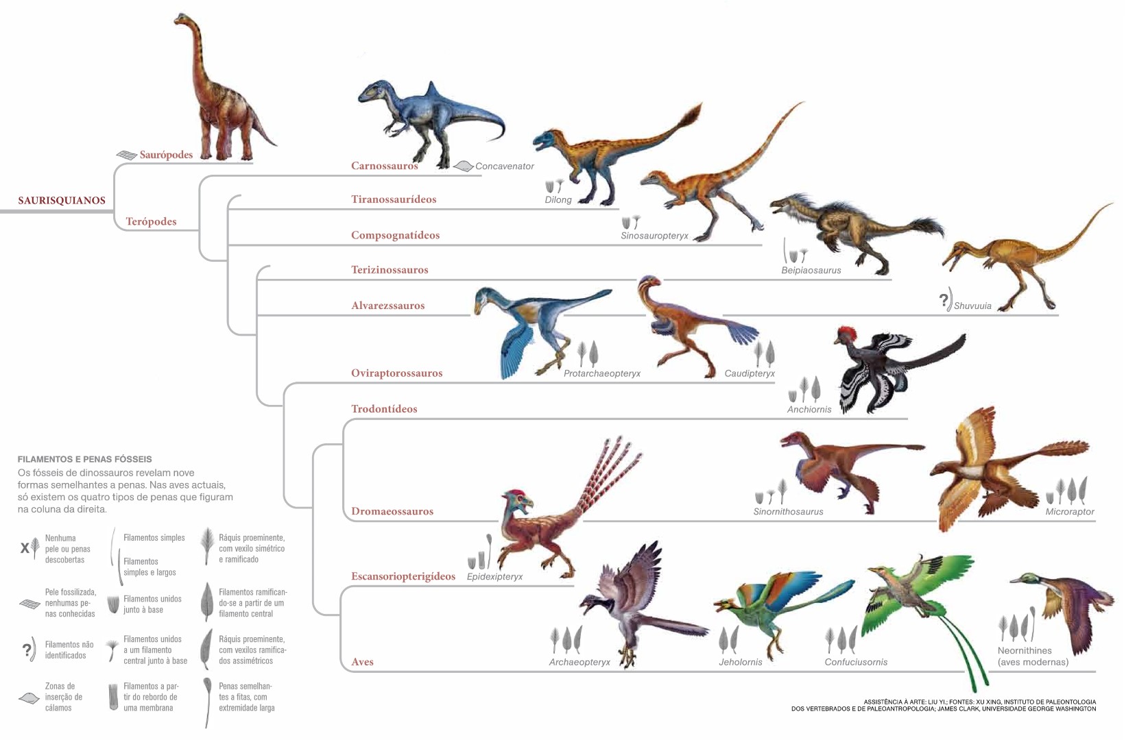 Развитие динозавров. Филогенетическое Древо птиц. Филогенетическое Древо динозавров. Археоптерикс Эволюция птиц. Эволюционное Древо динозавров.